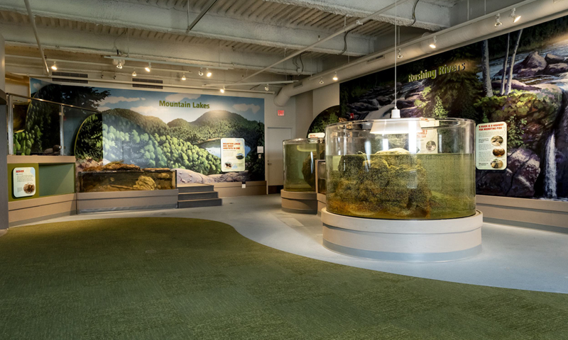 Watershed Aquariums, Photo Credit: Sean Alonzo Harris Photography, courtesy of Children's Museum and Theatre of Maine