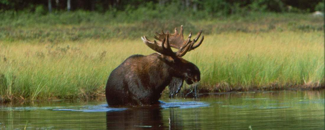 Parks & Wildlife | Maine Nature Recreation | Visit Portland