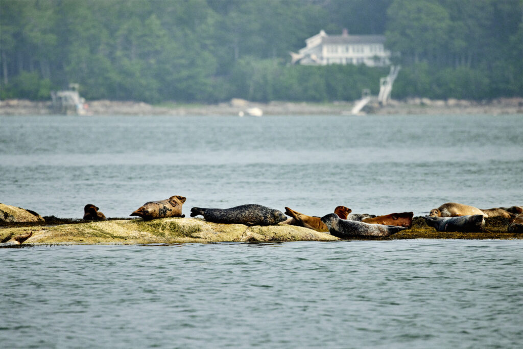 Seals sunbathing, Photo credit: Lone Spruce Creative, courtesy of Maine Office of Tourism