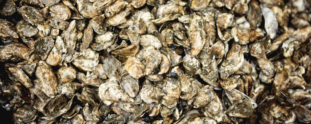 Oyster shell pile; Photo courtesy of Maine Office of Tourism