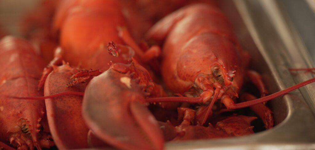 Maine Lobsterbake, Photo Credit: Digital Edge